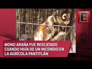 Breves Metropolitanas: Atrapan a mono araña, huía de incendio en Pantitlán