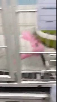 Comment les vétérinaires traitent vos animaux derrière votre dos