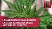 Marihuana para tratamiento de enfermedades cardiovasculares