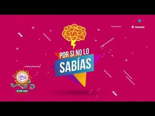 Por Si No Lo Sabías: ¡el caballito de mar es una especie muy romántica! | Sale el Sol