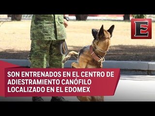 Más de mil perros adiestrados para apoyar a la población mexicana