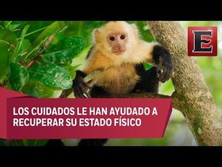 Mono capuchino permanecerá como inquilino en el zoológico de Chapultepec