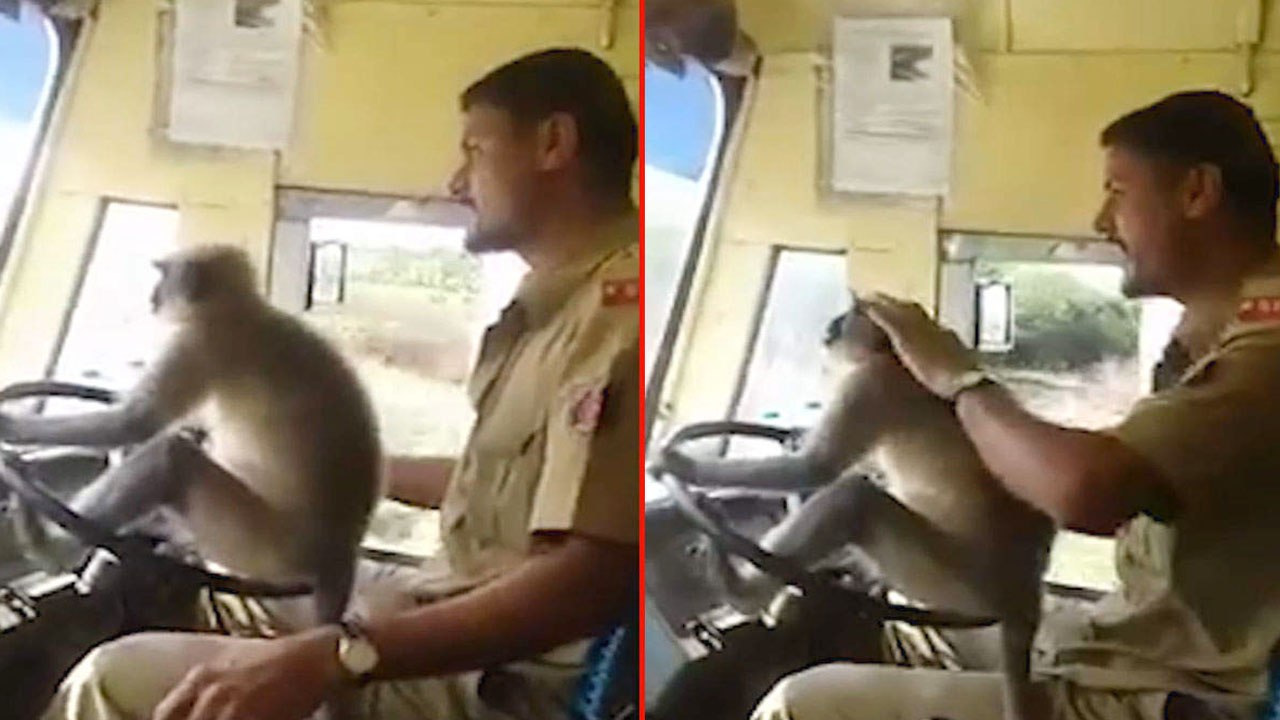Bangalore में जब Monkey ने चलाई Government Bus,...