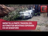 Cae árbol sobre automóvil en Naucalpan y mata a cuatro personas