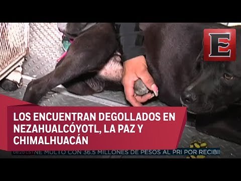 Perros mutilados en Edomex habrían sido utilizados en ritos satánicos