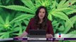 Aprueban uso de marihuana medicinal en Cámara de Diputados