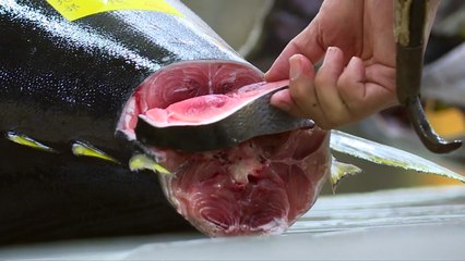 Tokyo's Tsukiji holds last tuna auction before move