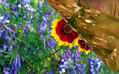 Can Yakan Sevda  Turkuleri - 2017