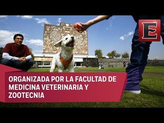 Jornada a favor del cuidado de las mascotas en CU