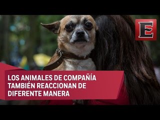 Realizan en la CDMX simulacro de sismo con mascotas