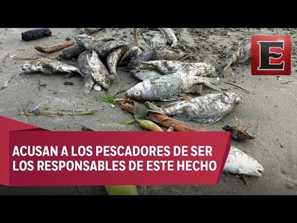 Aparecen cientos de peces muertos en playa de Boca del Río, Veracruz
