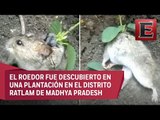 Rata en la India le nace una planta... ¡en la espalda!