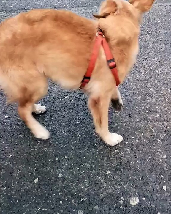 my lucy dog is moving around in the street