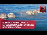 Pescadores serían culpables de la muerte de tortugas en costas de Oaxaca