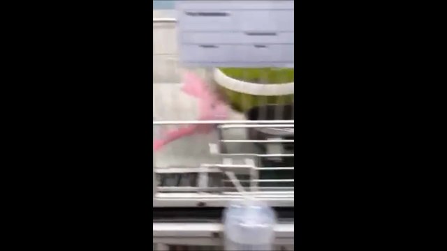 Voilà comment les vétérinaires traitent vos animaux quand vous n’êtes pas là...