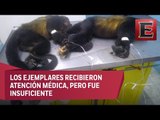 Monos aulladores en Veracruz mueren por maltratos