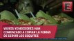 Elotero de Veracruz vende esquites ecológicos