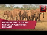 Cambio Climático: Asesinato de elefantes en Botswana