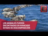 Mueren más de 300 tortugas atrapadas en redes atuneras en costas de Oaxaca