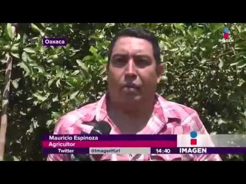 Limoneros de Oaxaca preocupados por Trump
