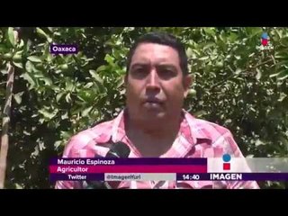 Limoneros de Oaxaca preocupados por Trump