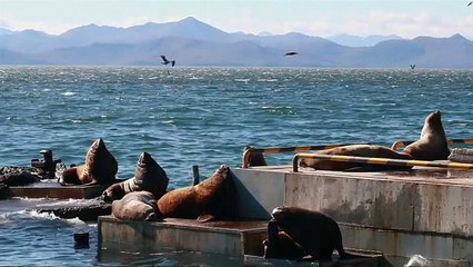 شاهد: أسود البحر تفضل قضاء فصل الشتاء في روسيا