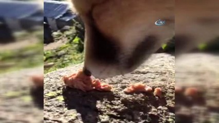 Cino' Didingola'yı Mesken Tuttu