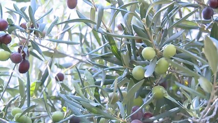 باكستان تزرع 50 مليون شجرة زيتون