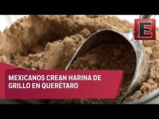 Crean harina a base de grillos en Querétaro