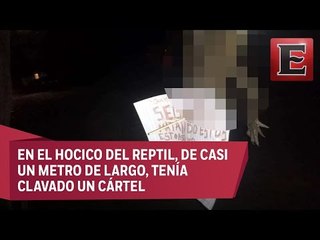 Investigan muerte de cocodrilo hallado colgado en Puerto Vallarta