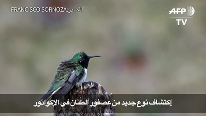 اكتشاف نوع جديد من عصفور الطنان