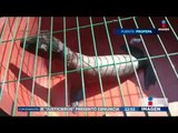 Rescatan a Lobo Marino abandonado en una caja | Noticias con Ciro Gómez Leyva