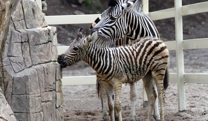 New baby zebra debuts at Lost World of Tambun