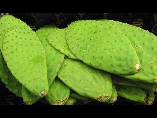 Mexicano hace gas con nopal ¡sin contaminar! | Noticias con Francisco Zea