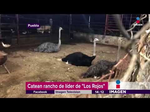 En este rancho encontraron animales exóticos y armas muy peligrosas | Noticias con Yuriria SIerra