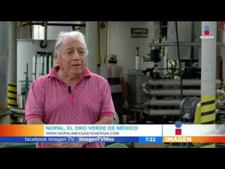 Crean biocombustible con nopales | Noticias con Francisco Zea