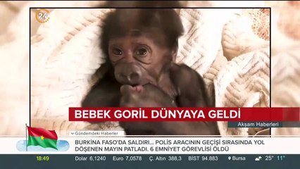 Bebek goril dünyaya geldi