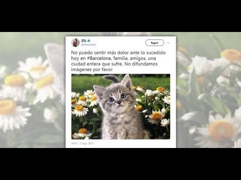 Redes sociales se llenan de gatos por atentado en Barcelona | Noticias con Francisco Zea