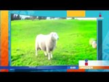 Esta oveja es mejor que muchos pateadores de la NFL | Noticias con Francisco Zea