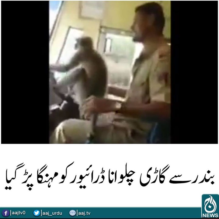 Friendly monkey helps bus driver steer in India