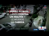 Otro ataque de pitbull en la CDMX | Noticias con Ciro Gómez Leyva