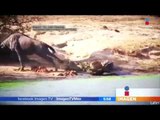 Hipopótamos salvan a Ñu de morir comido por un cocodrilo | Noticias con Francisco Zea