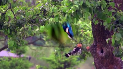 mongoose vs snake fight to the death Confrontos Impressionantes