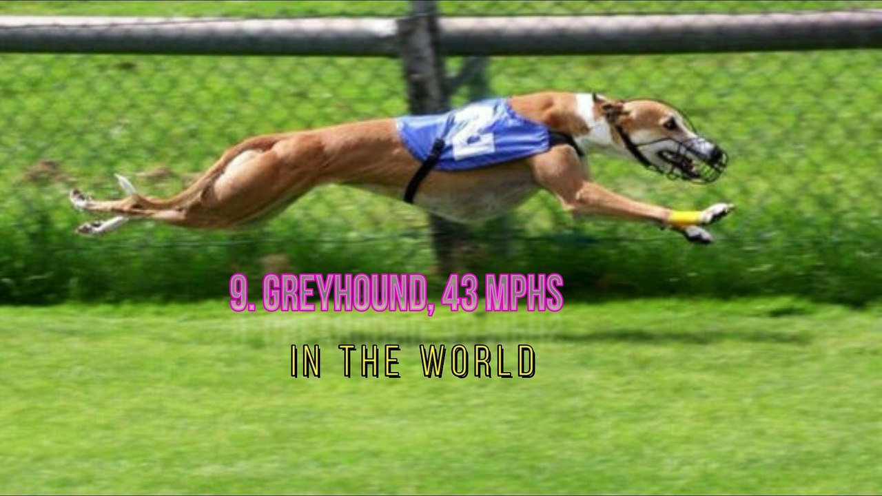 Fastest animals Top 10 Fastest Animals in the World