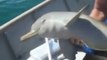 Ces pecheurs sauvent un bébé dauphin coincé dans un sac plastique et il va les en remercier à sa façon