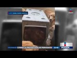 ¡Rescatan a perros atrapados en jaulas! ¿Los quieres adoptar? | Noticias con Ciro
