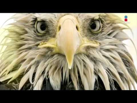 Estas son las mejores fotografías del 'Wildlife 2017' | Noticias con Yuriria Sierra