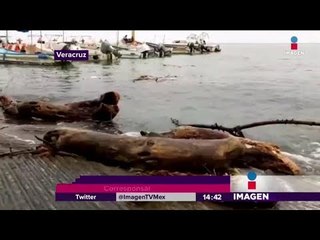 En alerta Veracruz por la tormenta 'Katia' | Noticias con Yuriria Sierra