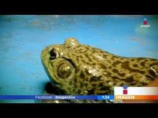 ¿Te atreverías a comerte una rana? | Noticias con Francisco Zea