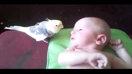 The Lovely Parrot Trying To Look After The Baby